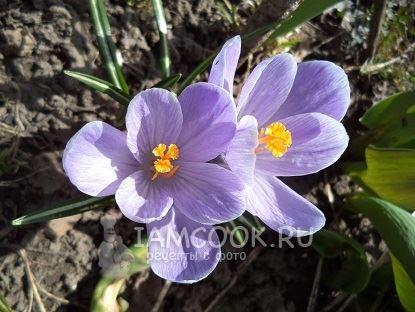 Соус &laquo;Баже&raquo;